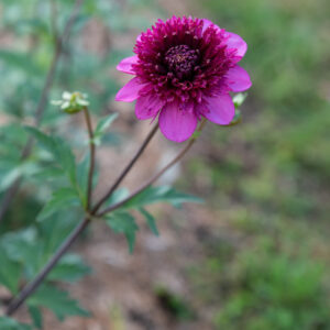 Deep Magenta Anemone Dahlia