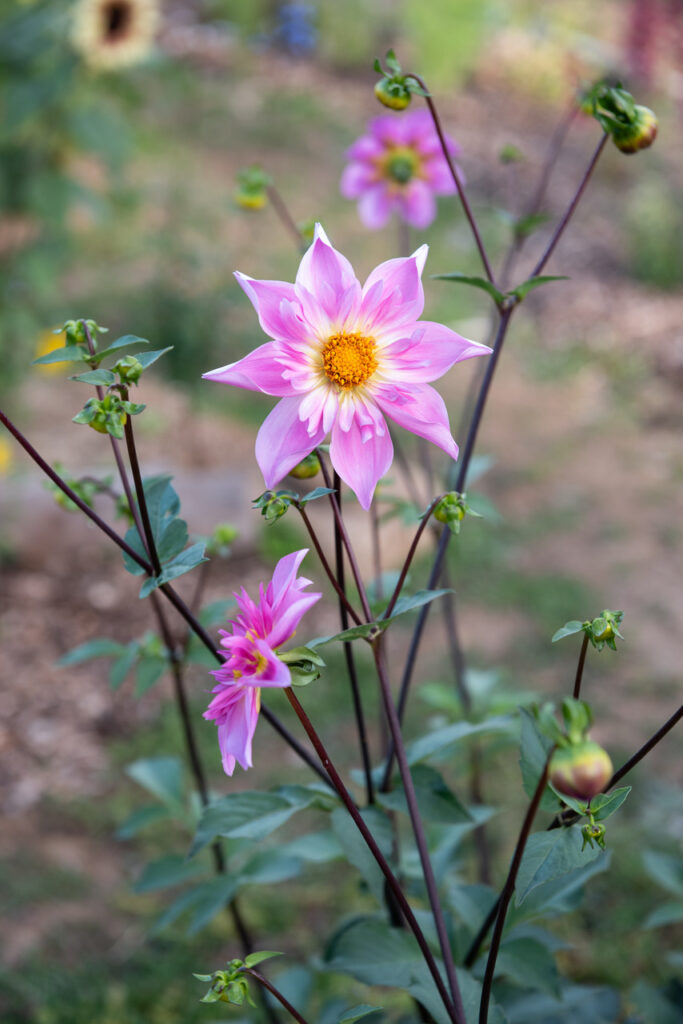 Pink & White Single / Semi-Double Dahlia