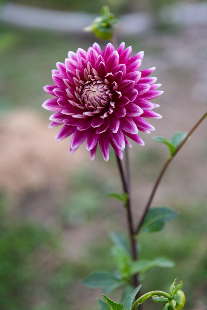 Deep Magenta & White Formal Decorative Dahlia