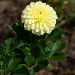 Lemon Yellow Decorative Dahlia