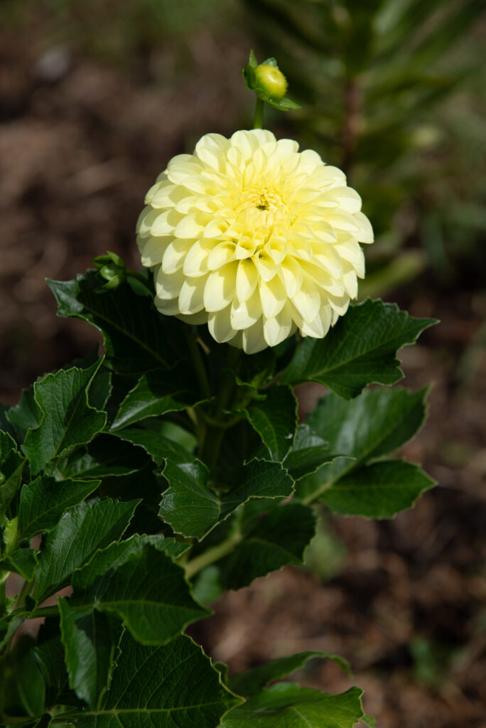 Lemon Yellow Decorative Dahlia