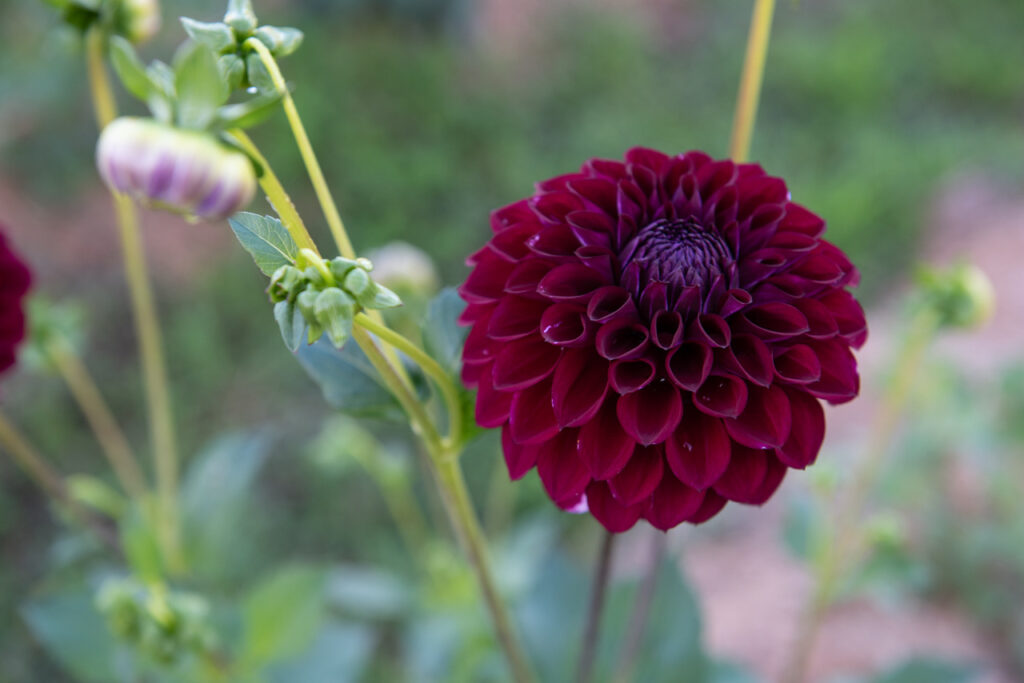 Burgandy Decorative Dahlia