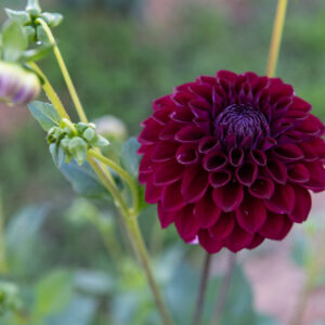 Burgandy Decorative Dahlia
